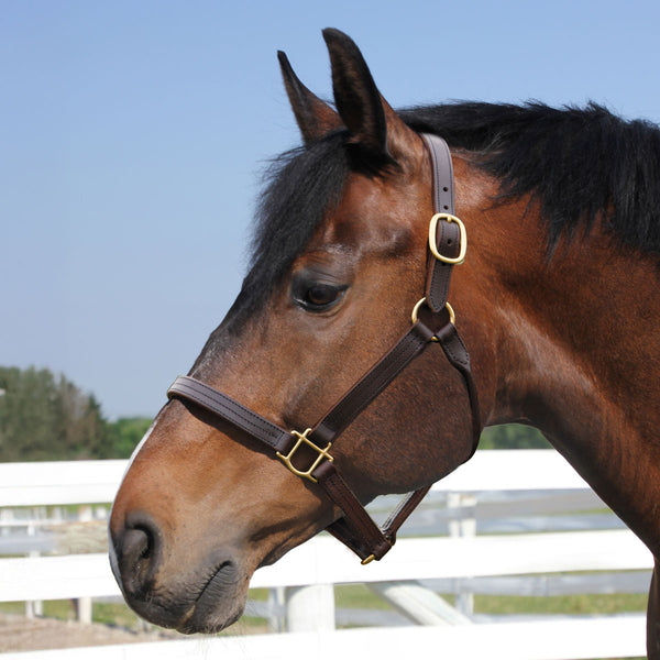 Quiet Creek Leather Halter Thoroughbred Style Brown